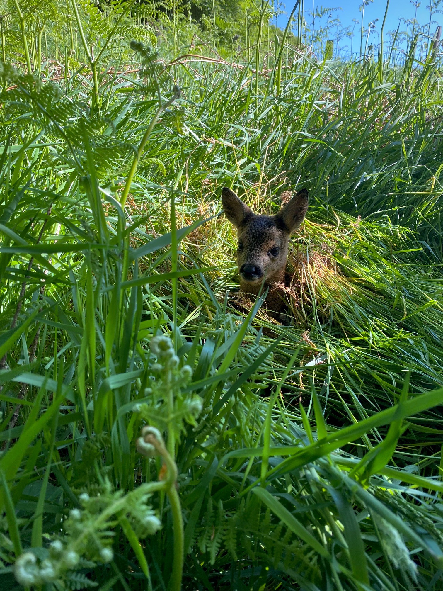 Rehkitz auf der Wiese
